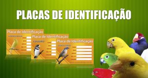 placas-identificação-passaros - Canários Belga - Criação, Reprodução