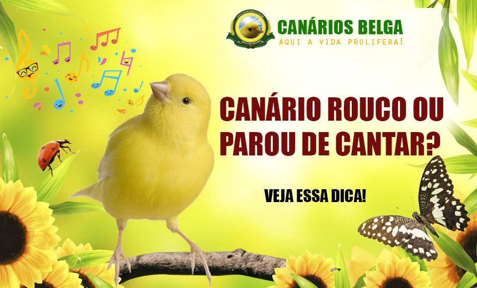 Canario Belga Rouco O Que Fazer Canario Rouco Ou Parou De Cantar Canario Com Respiracao Ofegante